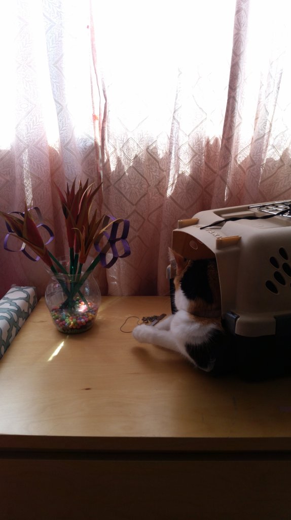 Bottom half of a round plastic bottle is used as a vase. Beads fill the vase of colorful bouquet of flowers. Cat happens to be laying nearby, intrigued by the new item sharing the cat's table space.